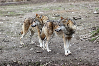 Bild zeigt Wölfe im Tierpark Sababurg