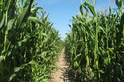 Bild zeigt den Durchgang eines Maislabyrinthes
