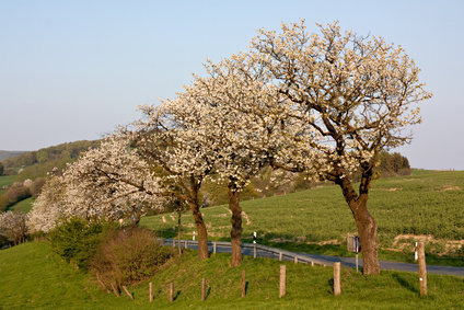 Bild zeigt Kirschbaum im Frühling bei Rühle