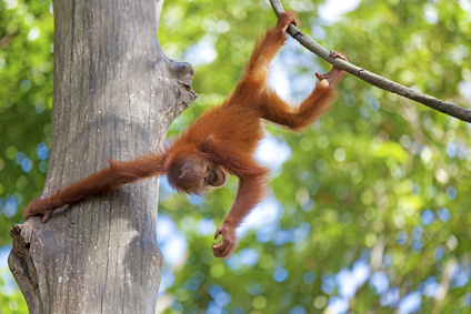 Bild zeigt Affen an einem Seil schwingen