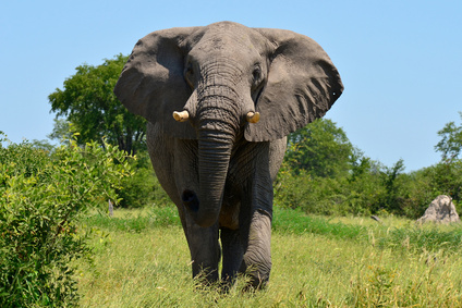 Bild zeigt Elefant in natürlicher Umgebung
