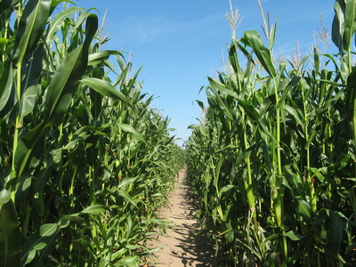 Ansicht eines Maislabyrinthes