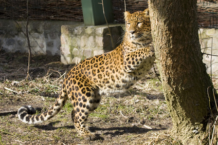Bild zeigt einen Leoparden