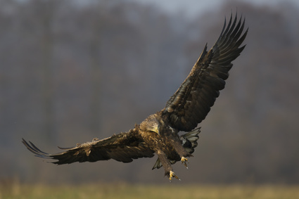 Bild zeigt Adler beim Flug