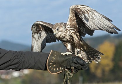 Bild zeigt Falke bei einer Flugshow