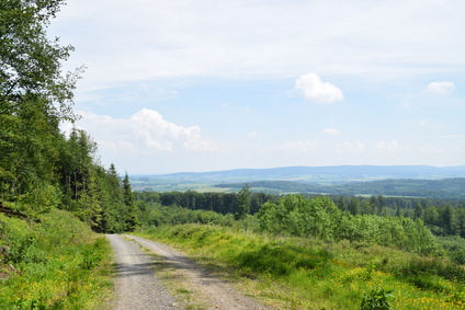Bild zeigt Wanderweg auf dem Bückeberg